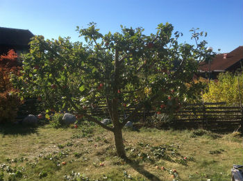 trädbeskärning appelträd på kullö - vaxholm