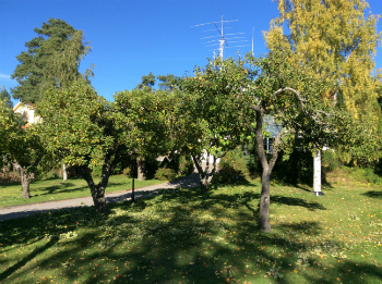 trädbeskärning på resarö - vaxholm