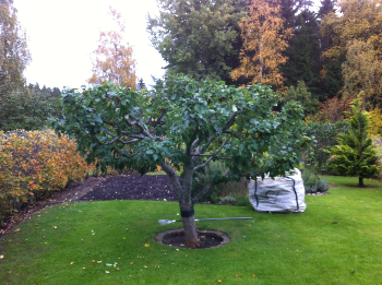beskärning äppelträd i Täby höst 2019